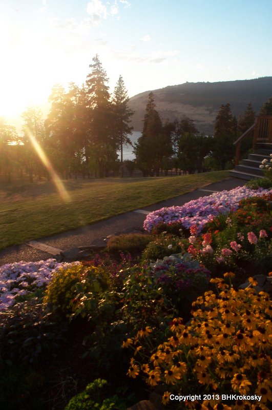 View of sun setting over Columbia River Gorge, with flowers. Oregon.