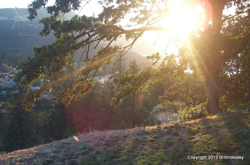 View of sun setting over Columbia River through tree, in Oregon.