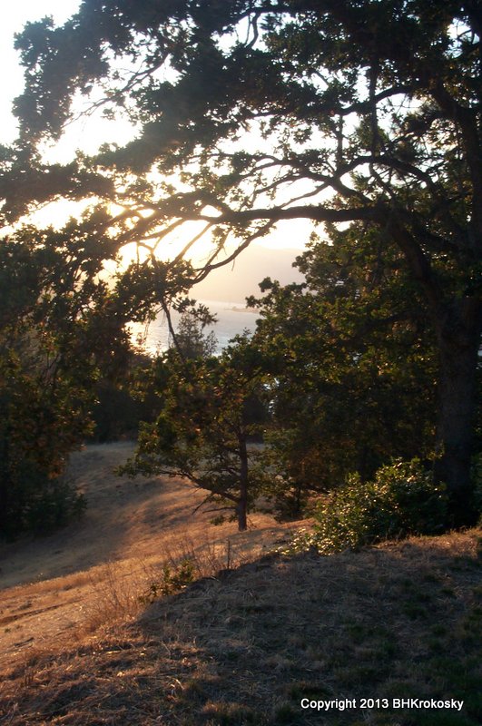 View of sun setting over Columbia River through tree, in Oregon.